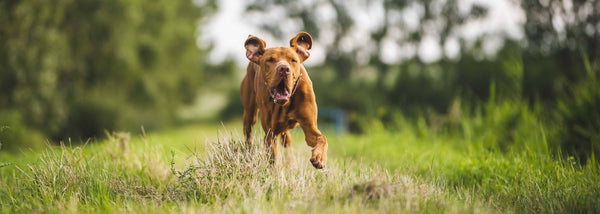Is a GPS Dog Tracker Actually Worth It? Here's What Owners Who Use Them Say.