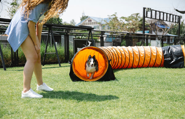 6 Benefits of Positive Reinforcement for Your Dog