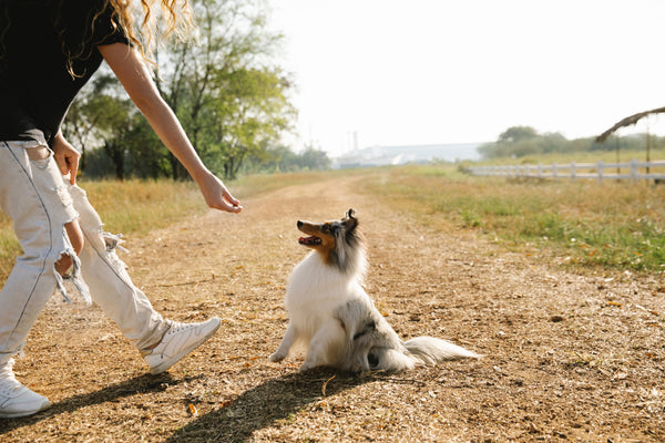 A Healthy, Homemade Dog Treat Alternative For Store-Bought Treats