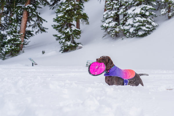 How To Keep Your Dog Comfortable During The Winter Months
