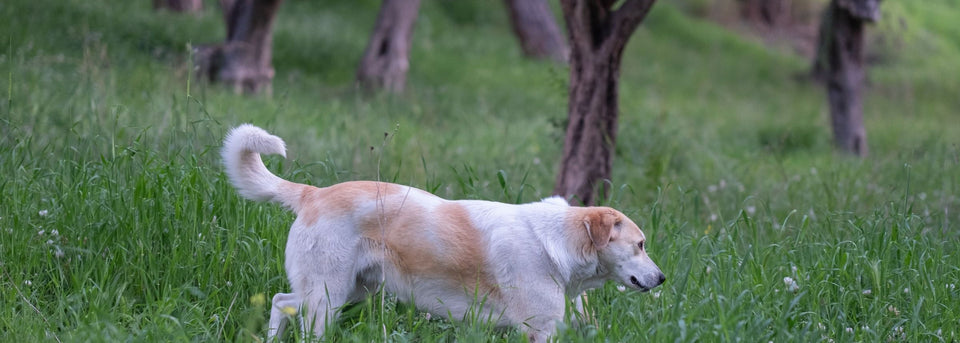 Why Your Dog's Best Walk Is the Slow One