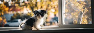 Back to School Hits Your Dog Too. Here's What to Do About It.