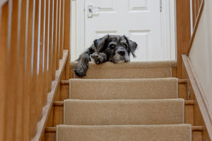 What Changes for Your Dog After Age Seven (And How to Stay Ahead of It)