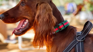 Why Your Dog Still Pulls on the Leash (And the One Thing That Changes It)