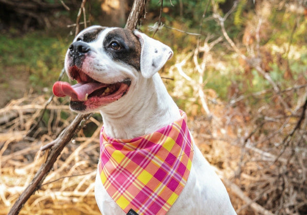 How to Actually Get a Good Photo of Your Dog (Without a $3,000 Camera)