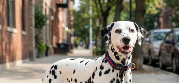 Microchipping vs. GPS: Do You Need Both? (Short Answer: Yes. Here's Why.)
