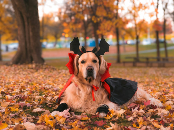 How to Keep Your Dog Safe on Halloween Night