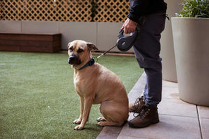 My Dog Trainer Told Me to Throw Away My Retractable Leash. She Was Right.