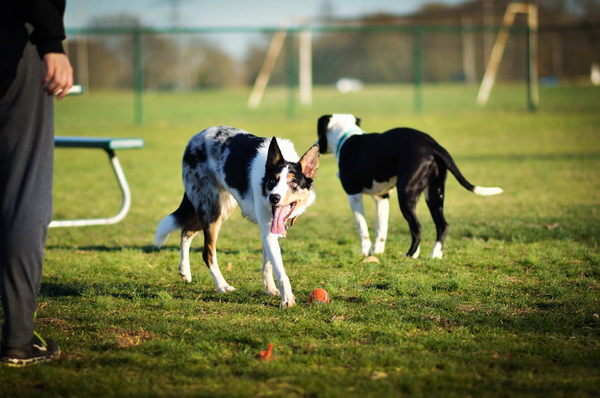 The Real Truth About Dog Parks (From Someone Who's Been to a Lot of Them)
