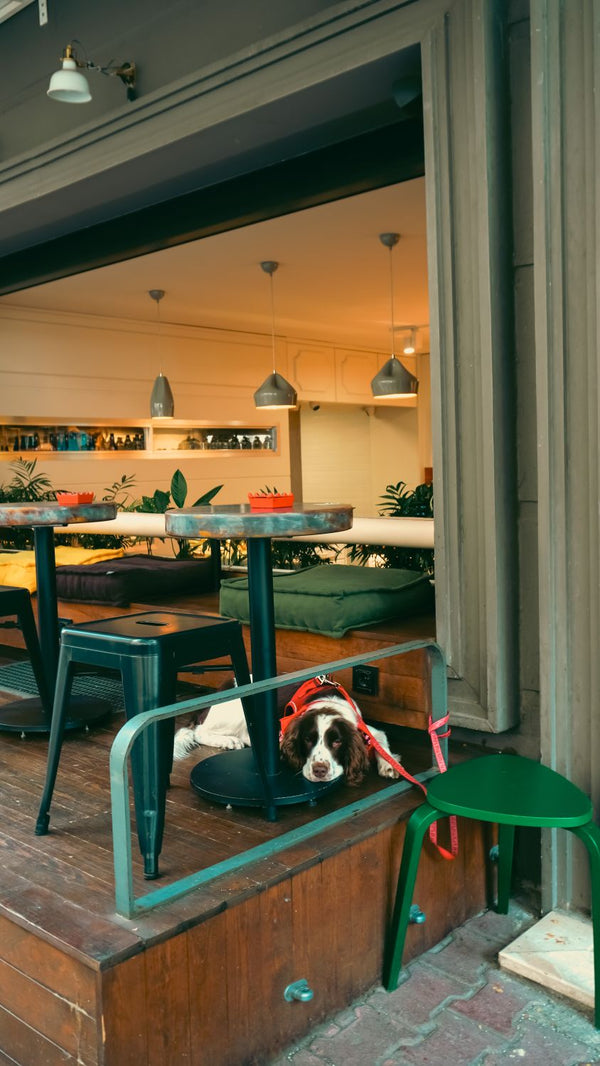 She Wanted to Bring Her Dog to Every Patio This Summer. Then She Read the Rules.