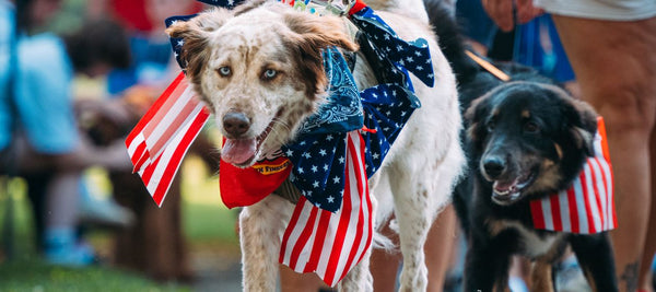 Fireworks Are Coming. Prep Your Dog Now.