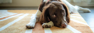 A Dog Friendly Home That Still Looks Good