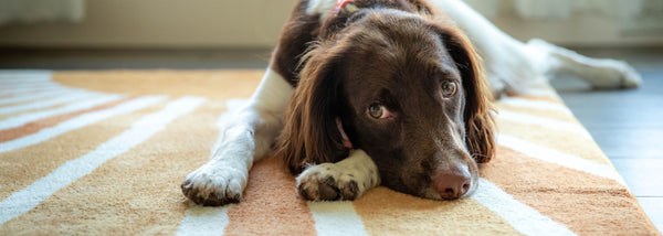 A Dog Friendly Home That Still Looks Good