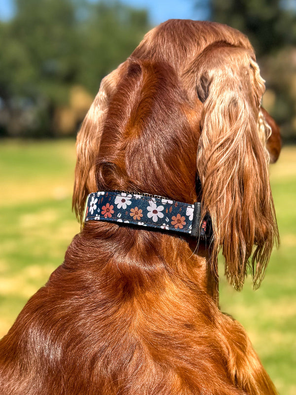 Fi Collar Band - Autumn Meadow