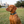 Activewear Collars - Tidepool Treasures