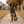 Fi Collar Band - Pumpkin Spice