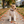 Activewear - Pumpkin Spice