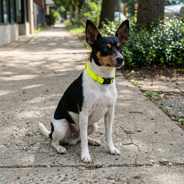 Small Dog Activewear - Bright Yellow