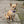 Small Dog Activewear - Lavender