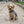 Small Dog Activewear - Navy Blue