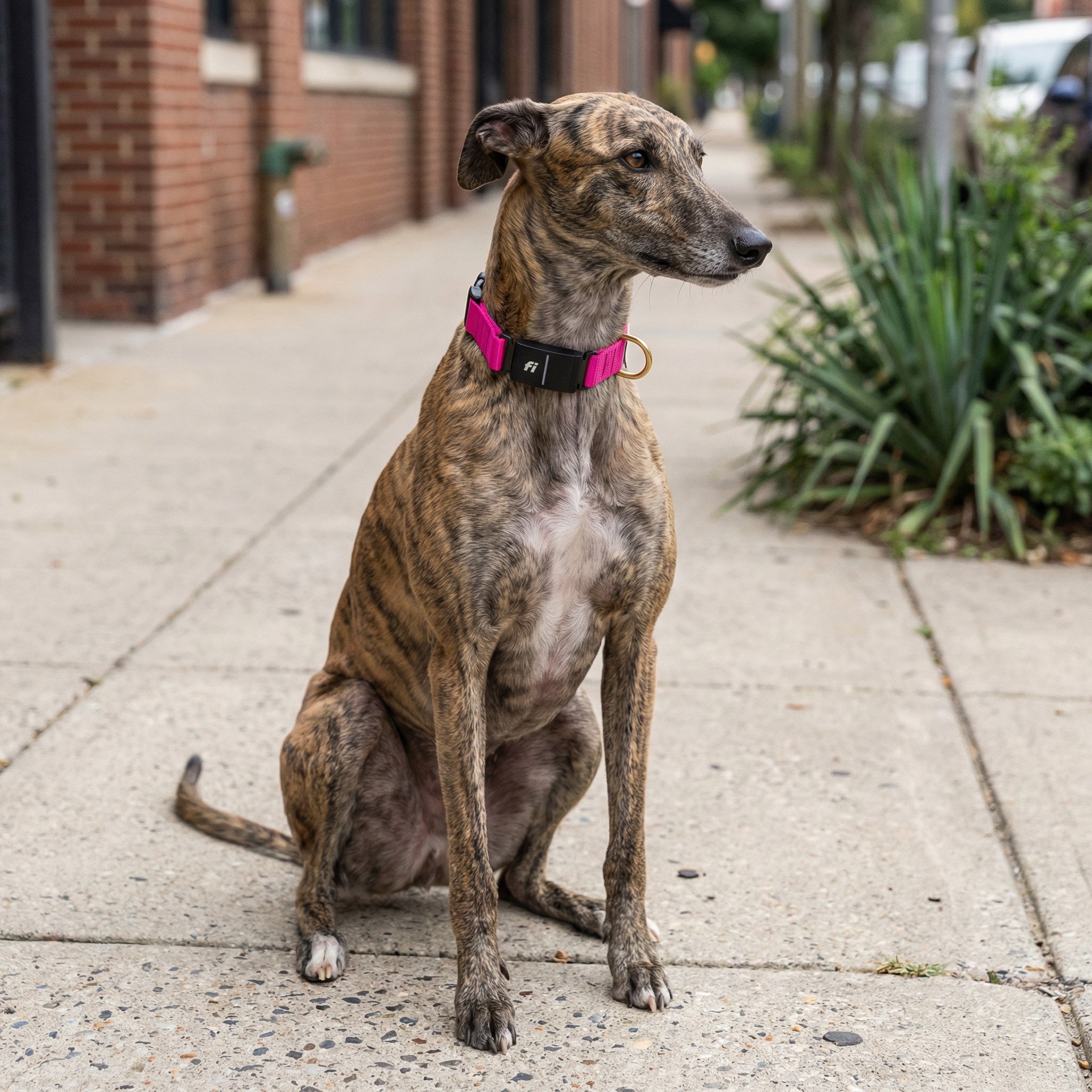 Fi Collar Band - Fuchsia – LUCKY + DOG AUSTIN