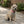Small Dog Activewear - Pink