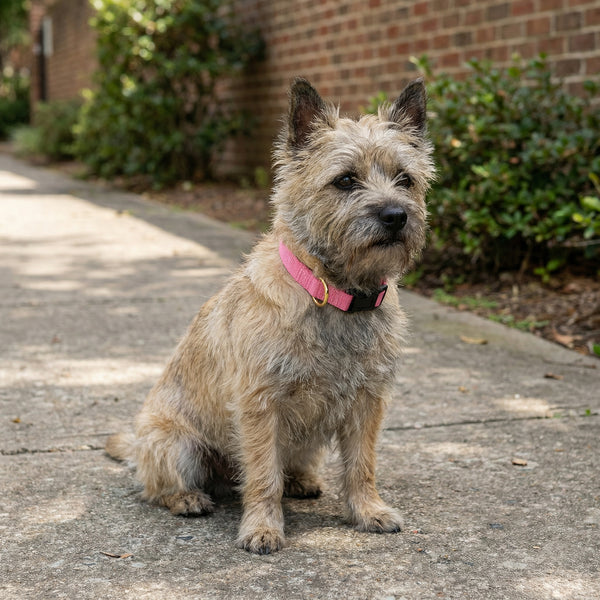 Small Dog Activewear - Pink