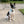 Small Dog Activewear  - Baby Blue