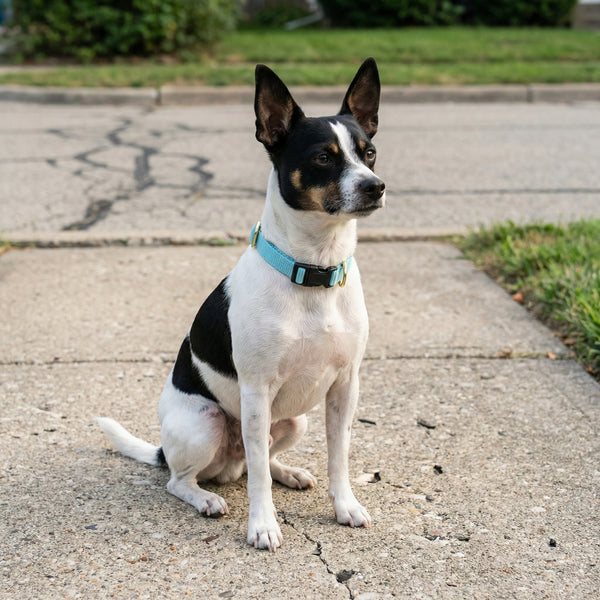 Small Dog Activewear  - Baby Blue