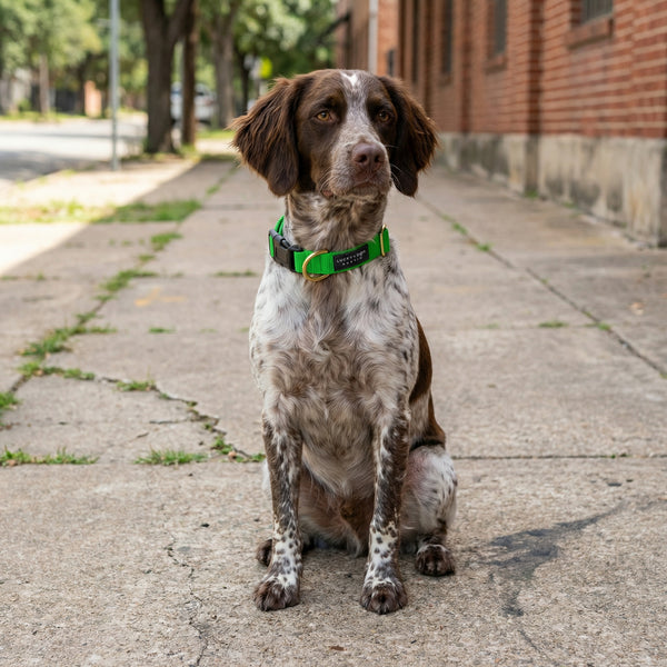 Activewear - Bright Green