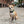 Small Dog Activewear  - Forest Green