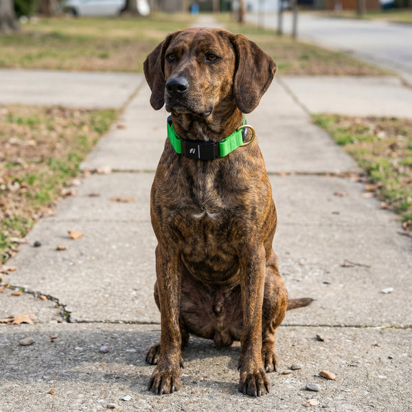 Fi Collar Band - Bright Green