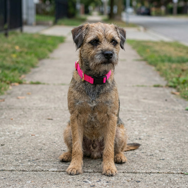 Small Dog Activewear - Hot Pink
