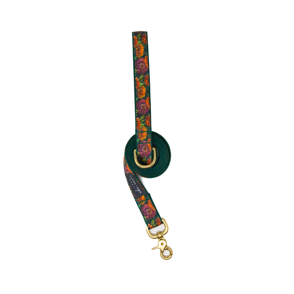 Fi Collar Band - Zinnia Zest
