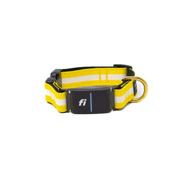 Fi Collar Band - The Yellow Jacket