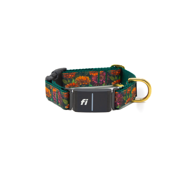 Fi Collar Band - Zinnia Zest