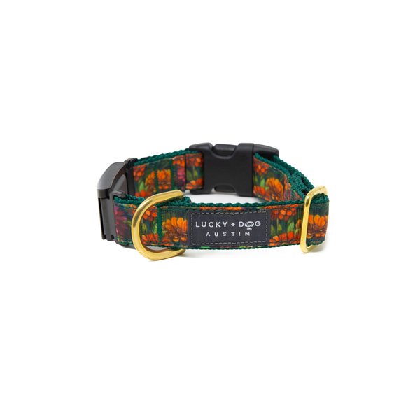 Fi Collar Band - Zinnia Zest