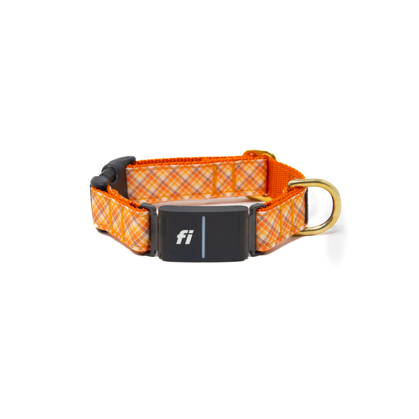 Fi Collar Band - Golden Harvest
