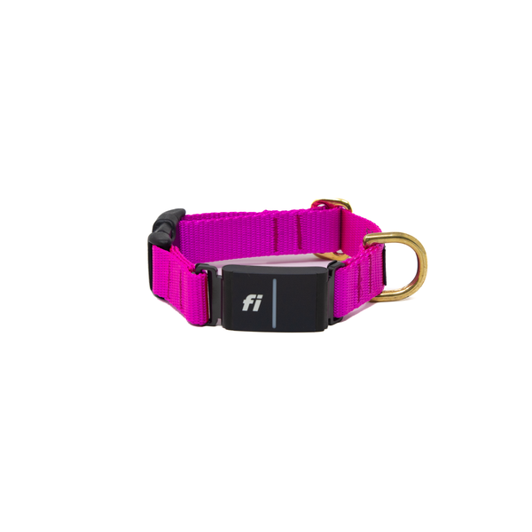 Fi Collar Band - Fuchsia