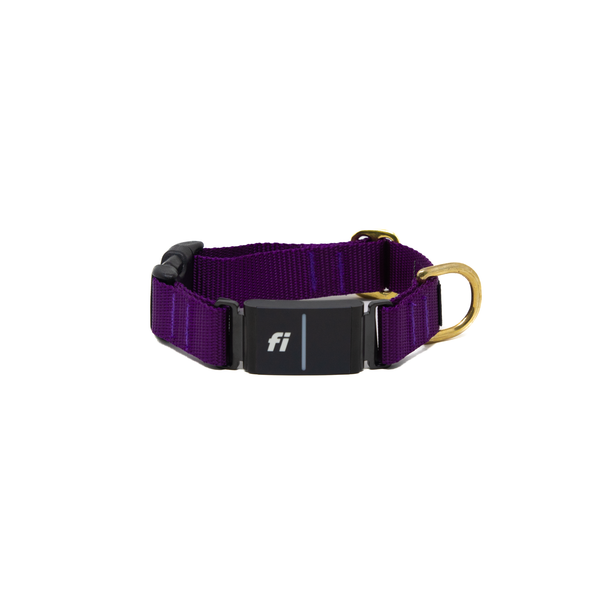 Fi Collar Band - Purple