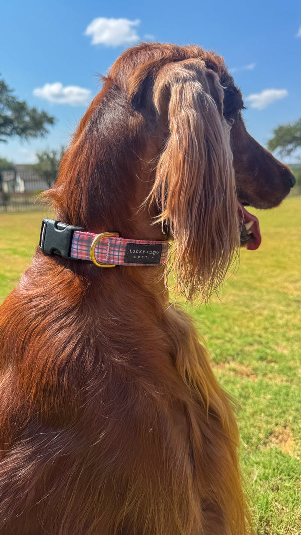 Fi Collar Band - Rosehip Check
