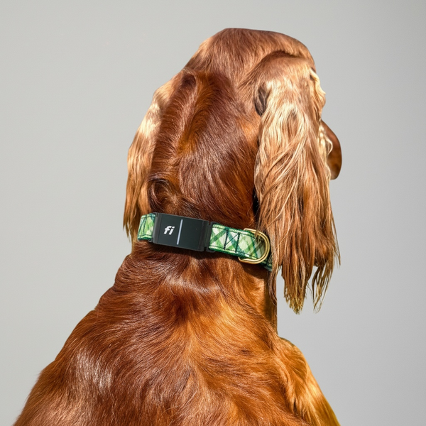 Fi Collar Band - St. Patty Tartan
