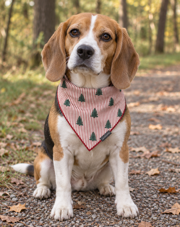 Striped Christmas Trees - Bandana