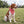 Brittany spaniel wearing the Firefly Nights bandana in an Austin park