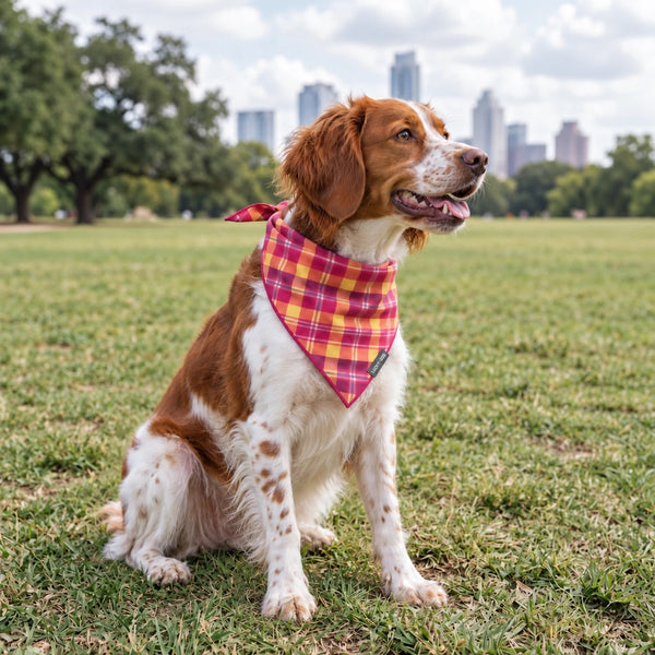 Brittany spaniel wearing the Firefly Nights bandana in an Austin park