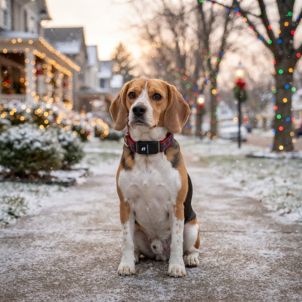 Fi Collars - Yule Tartan