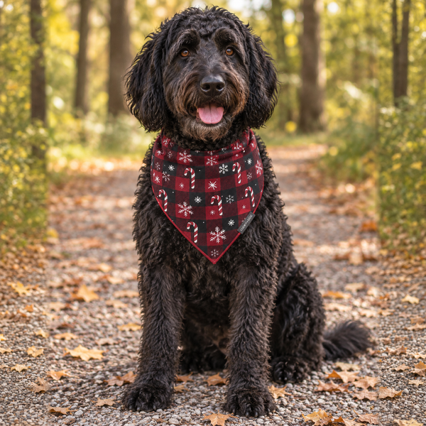 Labradoodle wearing the Peppermint Check bandana