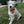 Ice Cream Zoomies - Bandana