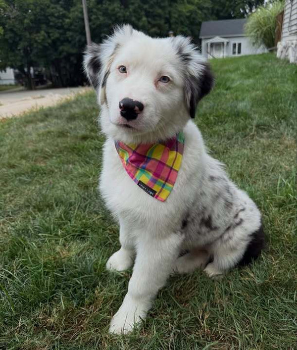 Ice Cream Zoomies - Bandana