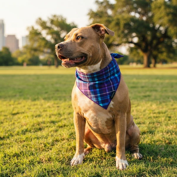 Pit bull wearing the Purplaid Posh bandana in an Austin park